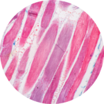B12 + MIC + GSH + B Complex